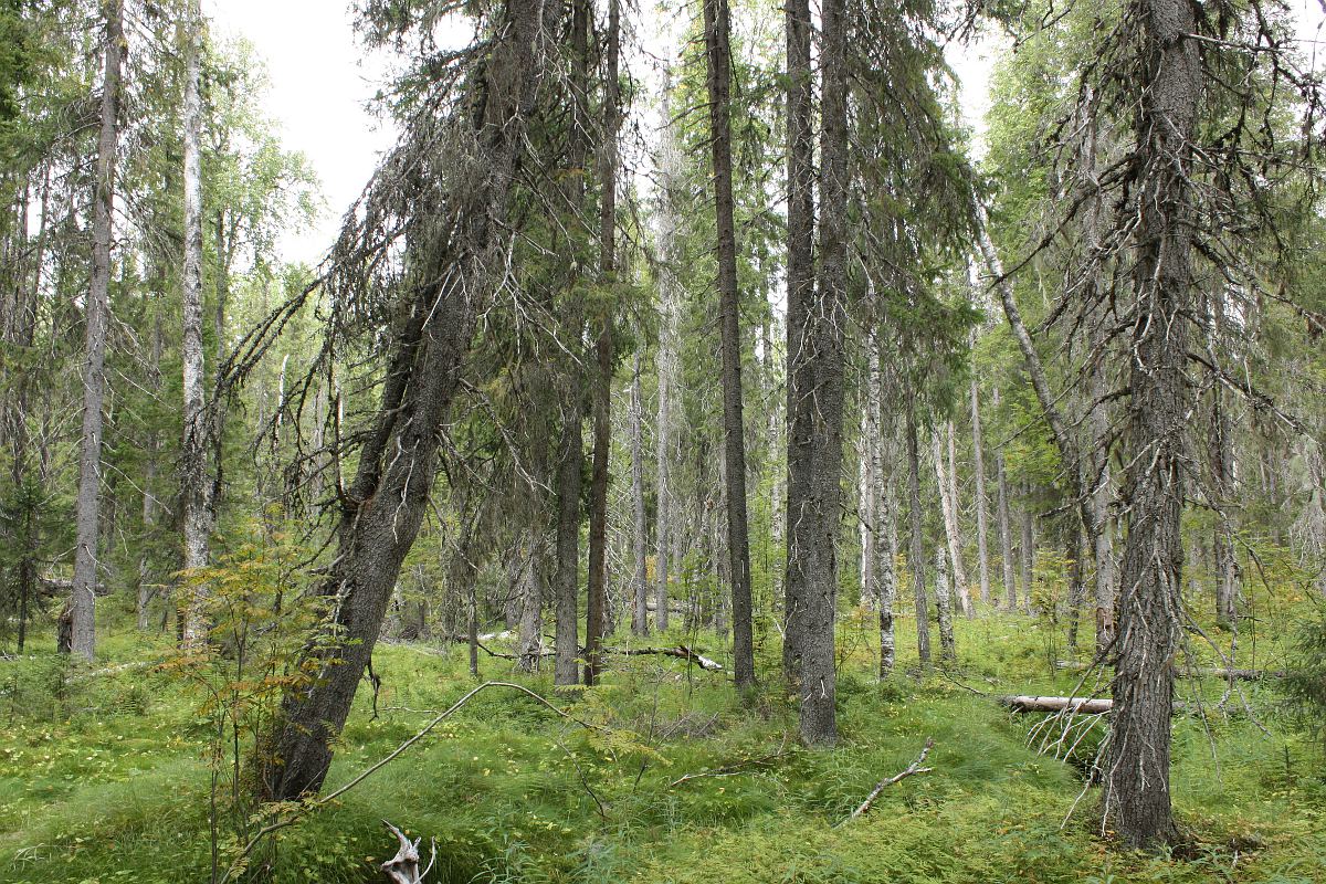 Карпогорский массив, image of landscape/habitat.