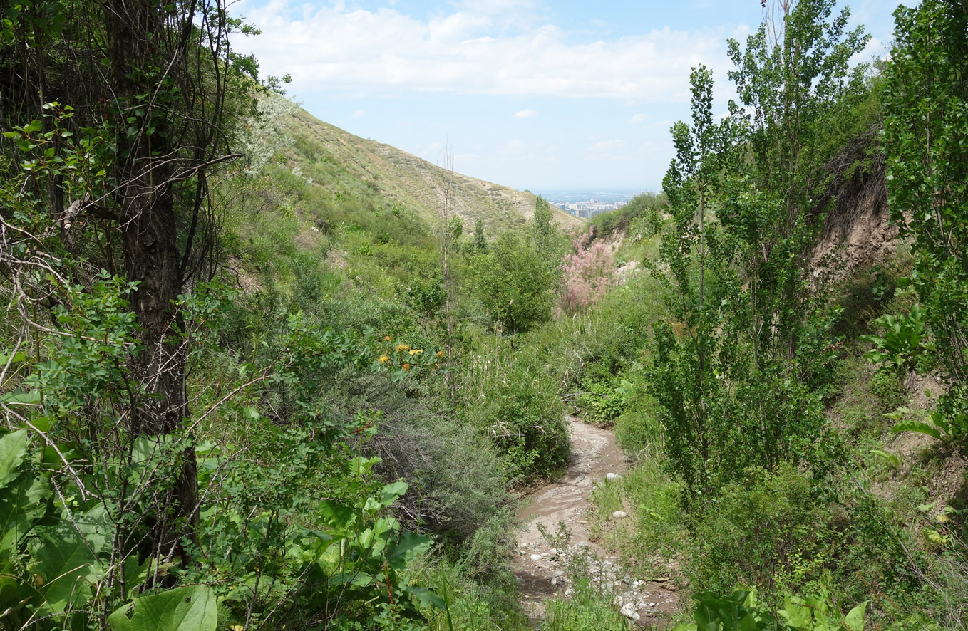 Окрестности Бишкека, предгорье, image of landscape/habitat.