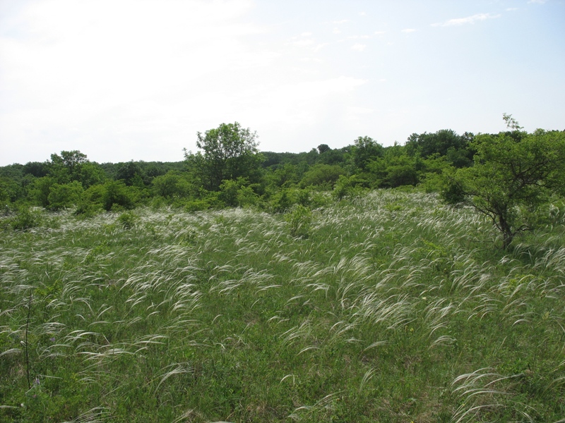 Беспутская поляна, image of landscape/habitat.