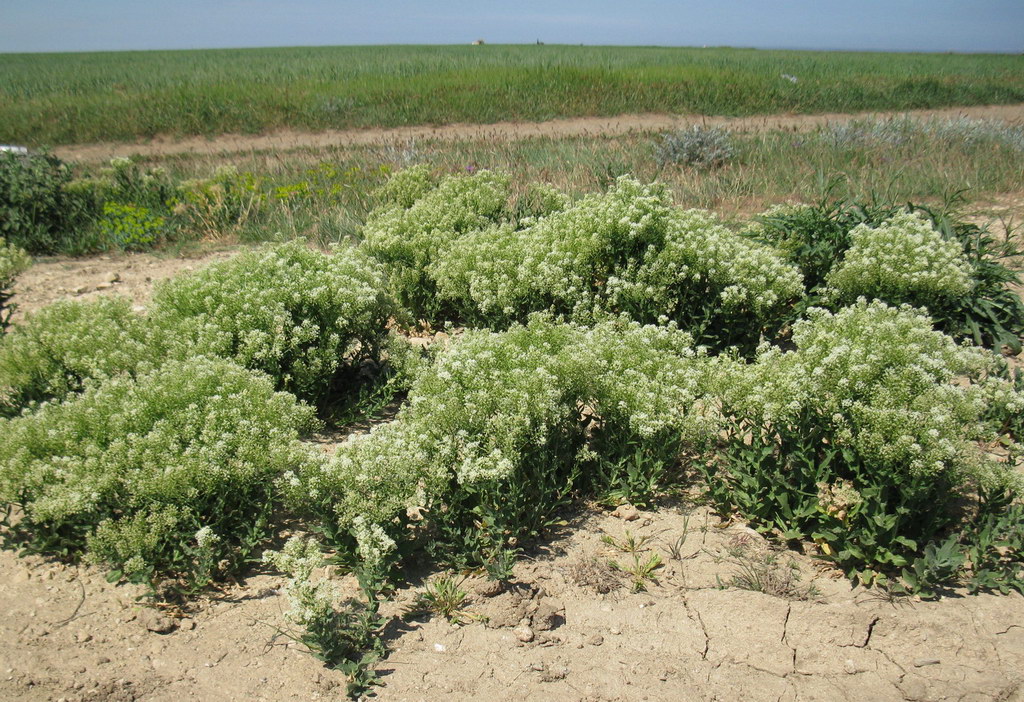 Черноморское, image of landscape/habitat.