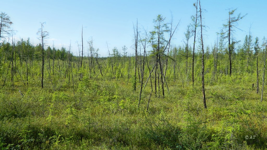 Нижний Бестях, image of landscape/habitat.