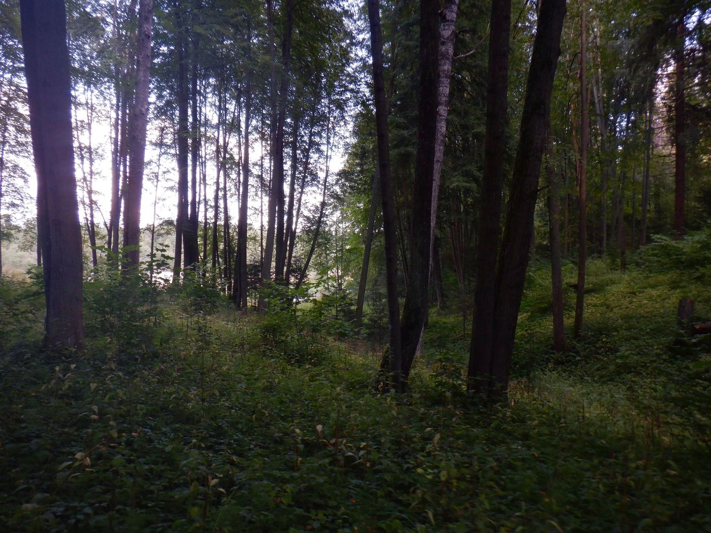 Знаменское-Раёк, изображение ландшафта.