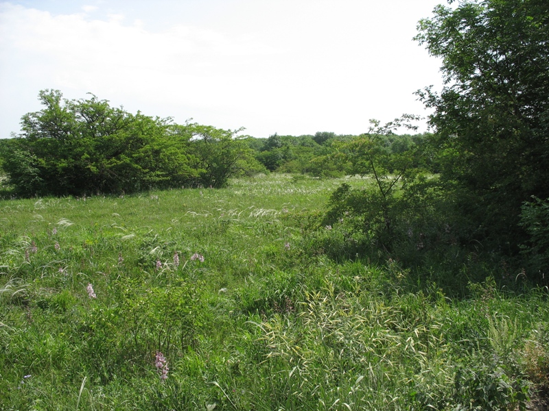 Беспутская поляна, image of landscape/habitat.