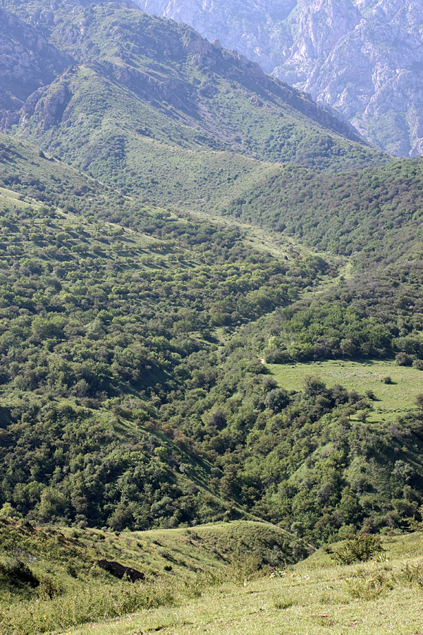 Ущелье Кызылбулак, image of landscape/habitat.