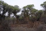 Image of landscape