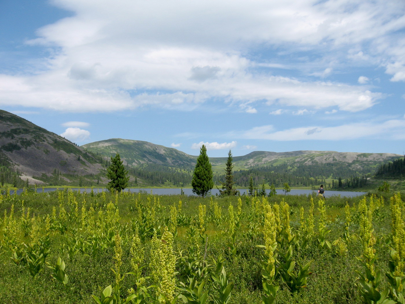 Ойское озеро, image of landscape/habitat.