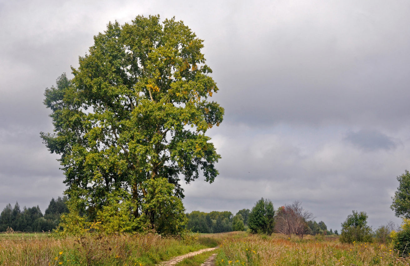 Окрестности села Кидекша, image of landscape/habitat.