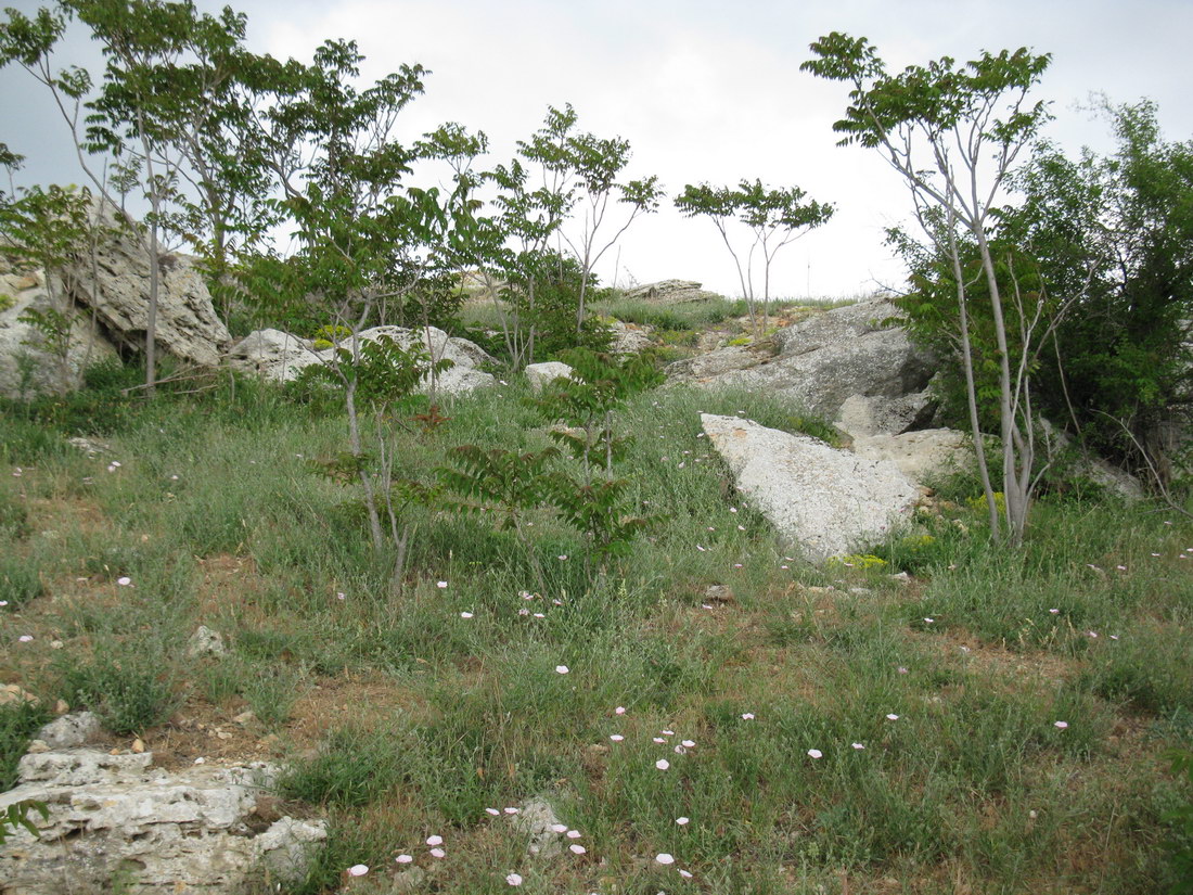 Черноморское, image of landscape/habitat.