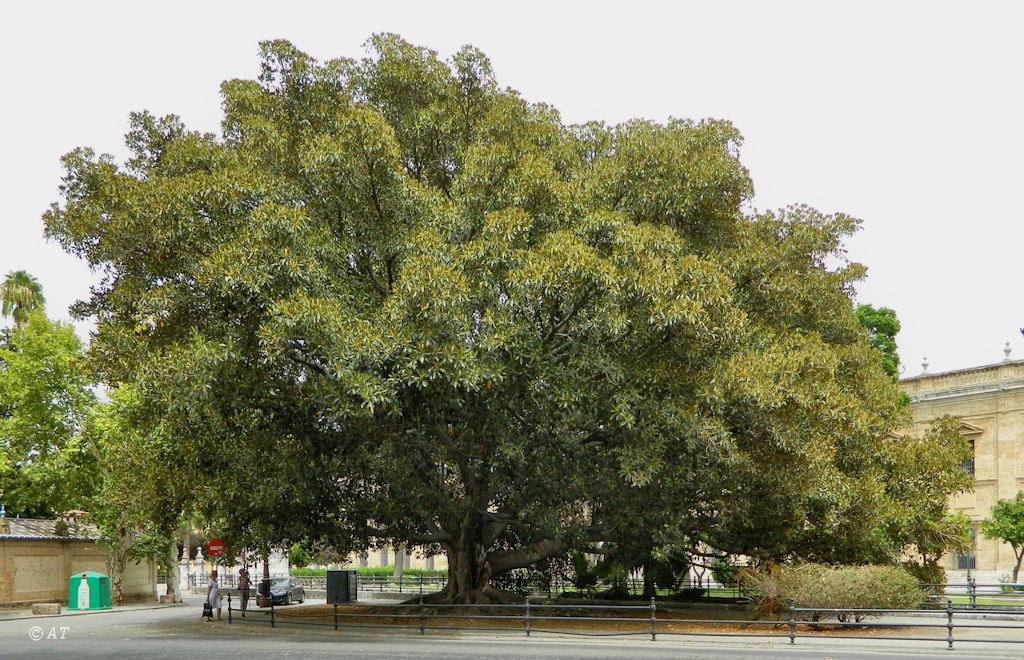 Севилья (Sevilla), image of landscape/habitat.