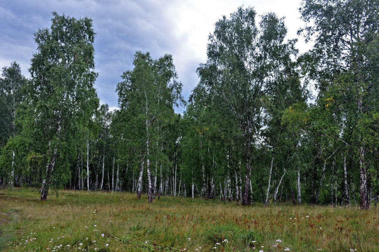 Окрестности села Кайгородово, изображение ландшафта.