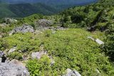 Image of landscape