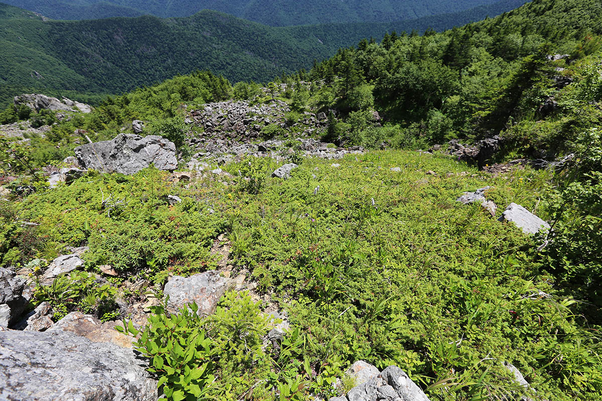 Гора Ольховая, image of landscape/habitat.