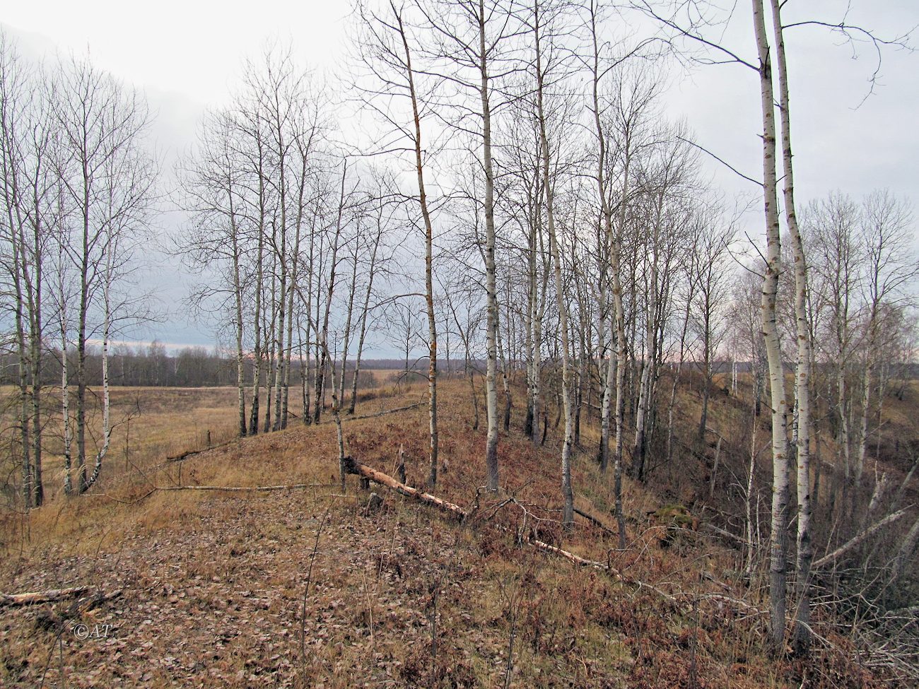 Жарь, image of landscape/habitat.