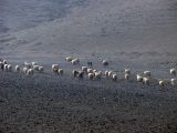 Иудейская пустыня, image of landscape/habitat.