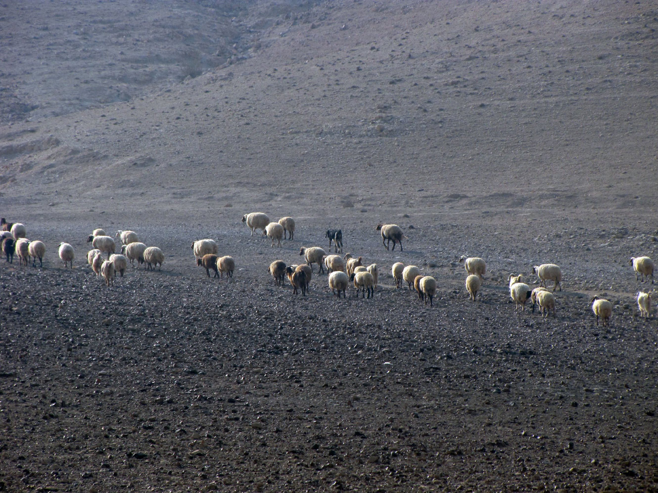 Иудейская пустыня, image of landscape/habitat.