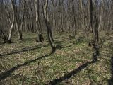 Русский лес, image of landscape/habitat.