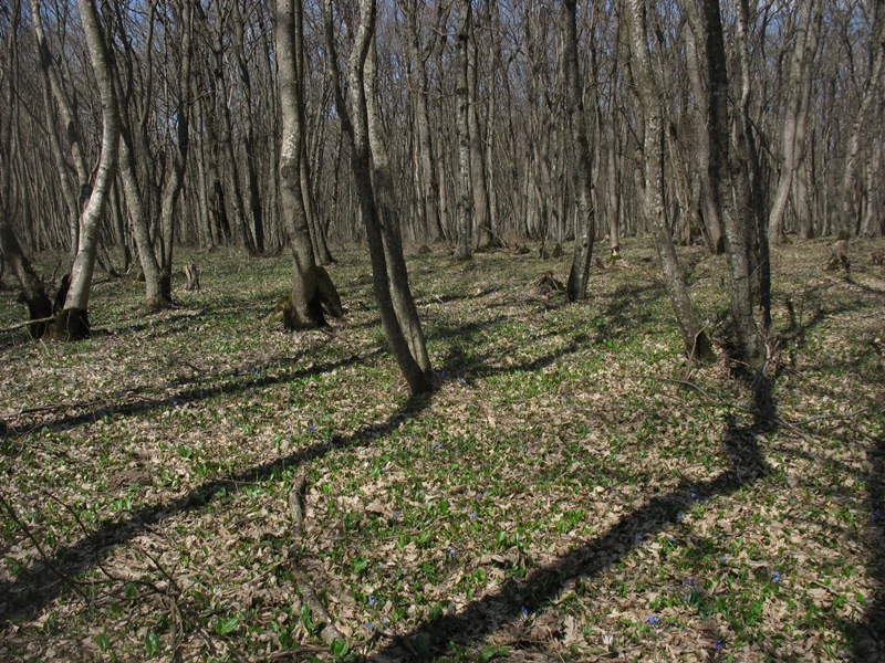 Русский лес, image of landscape/habitat.