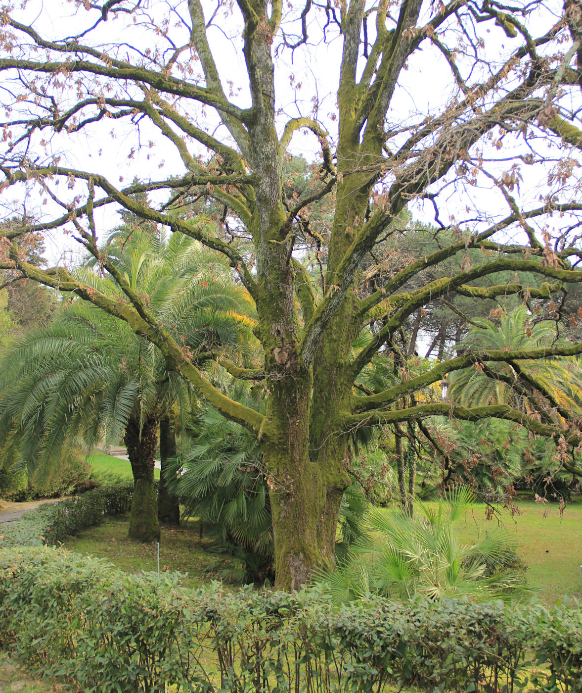 Сочинский Дендрарий, image of landscape/habitat.