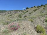 Image of landscape