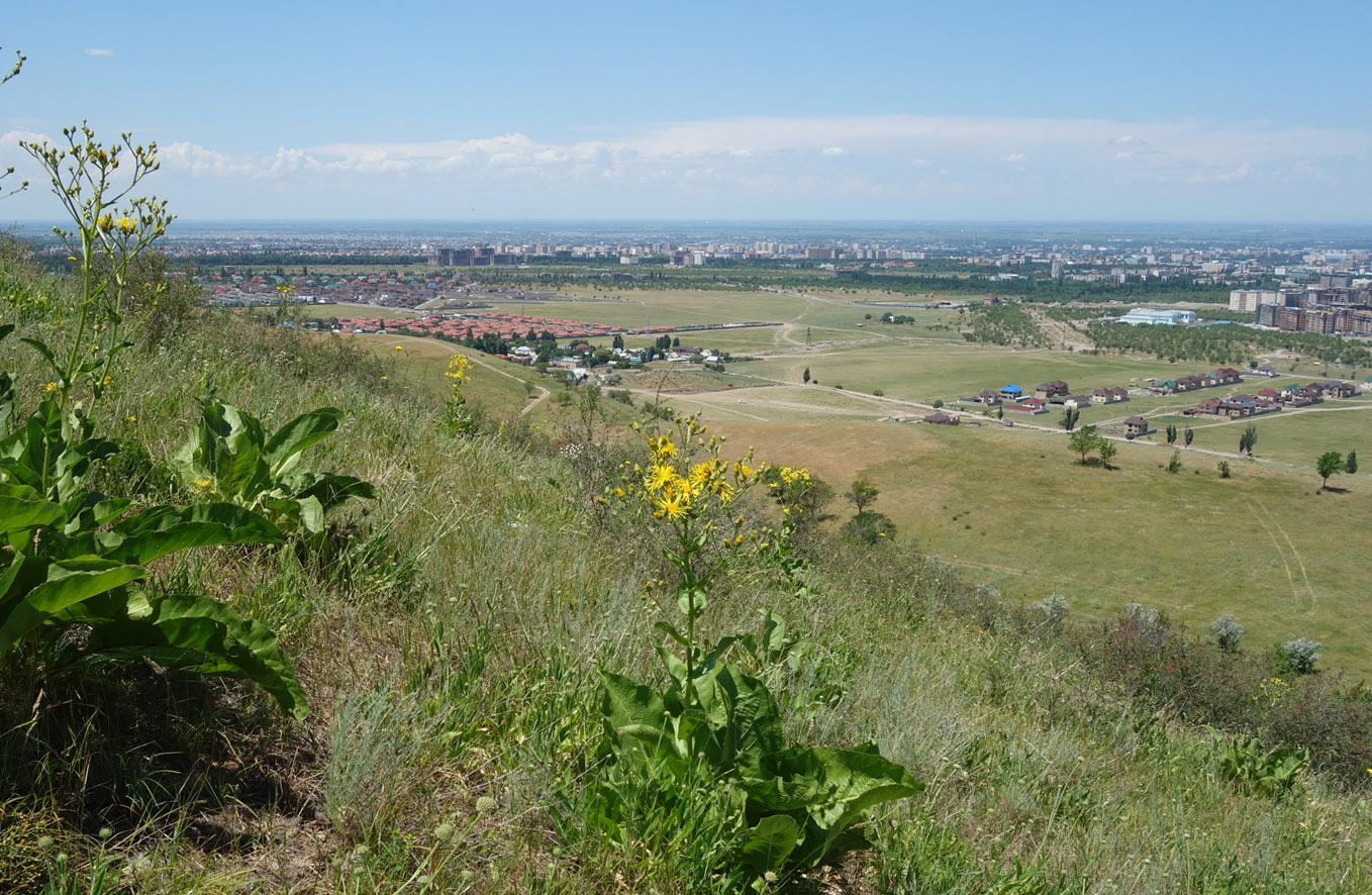 Окрестности Бишкека, предгорье, image of landscape/habitat.