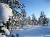 Токсово, image of landscape/habitat.