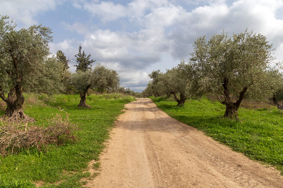 Окрестности Латруна, image of landscape/habitat.