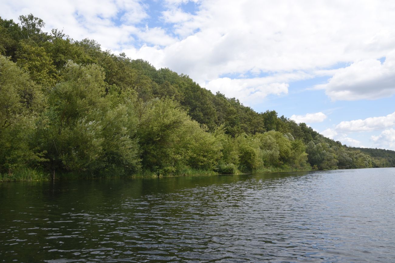 Крутой лес, image of landscape/habitat.