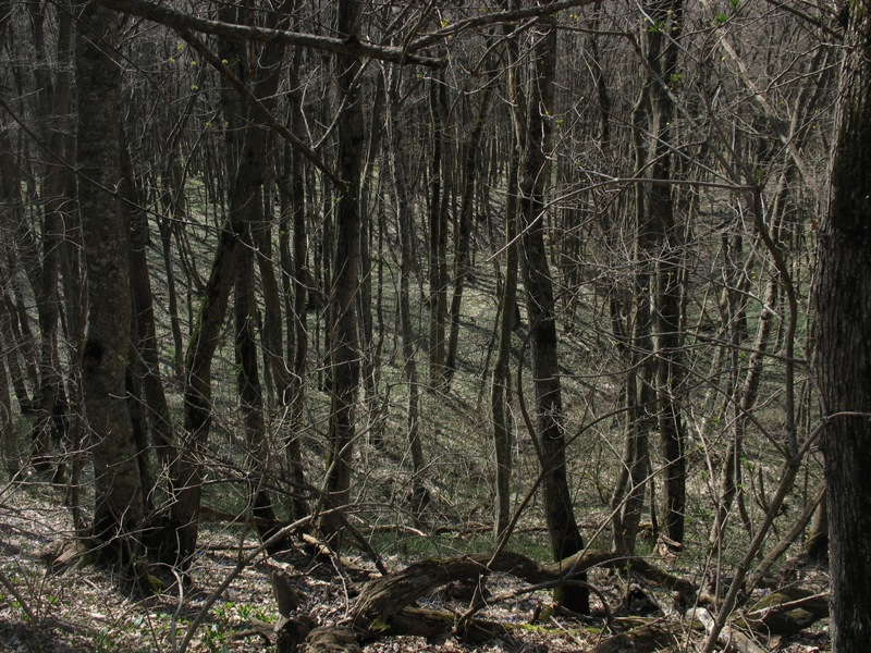 Русский лес, image of landscape/habitat.