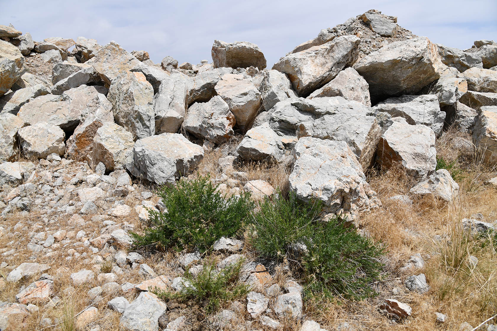 Ак-Чеку, image of landscape/habitat.