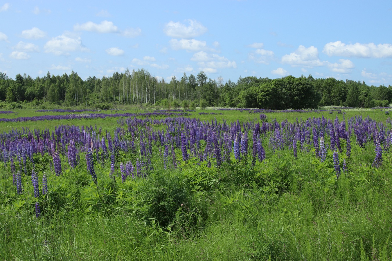 Окрестности Косенково, изображение ландшафта.