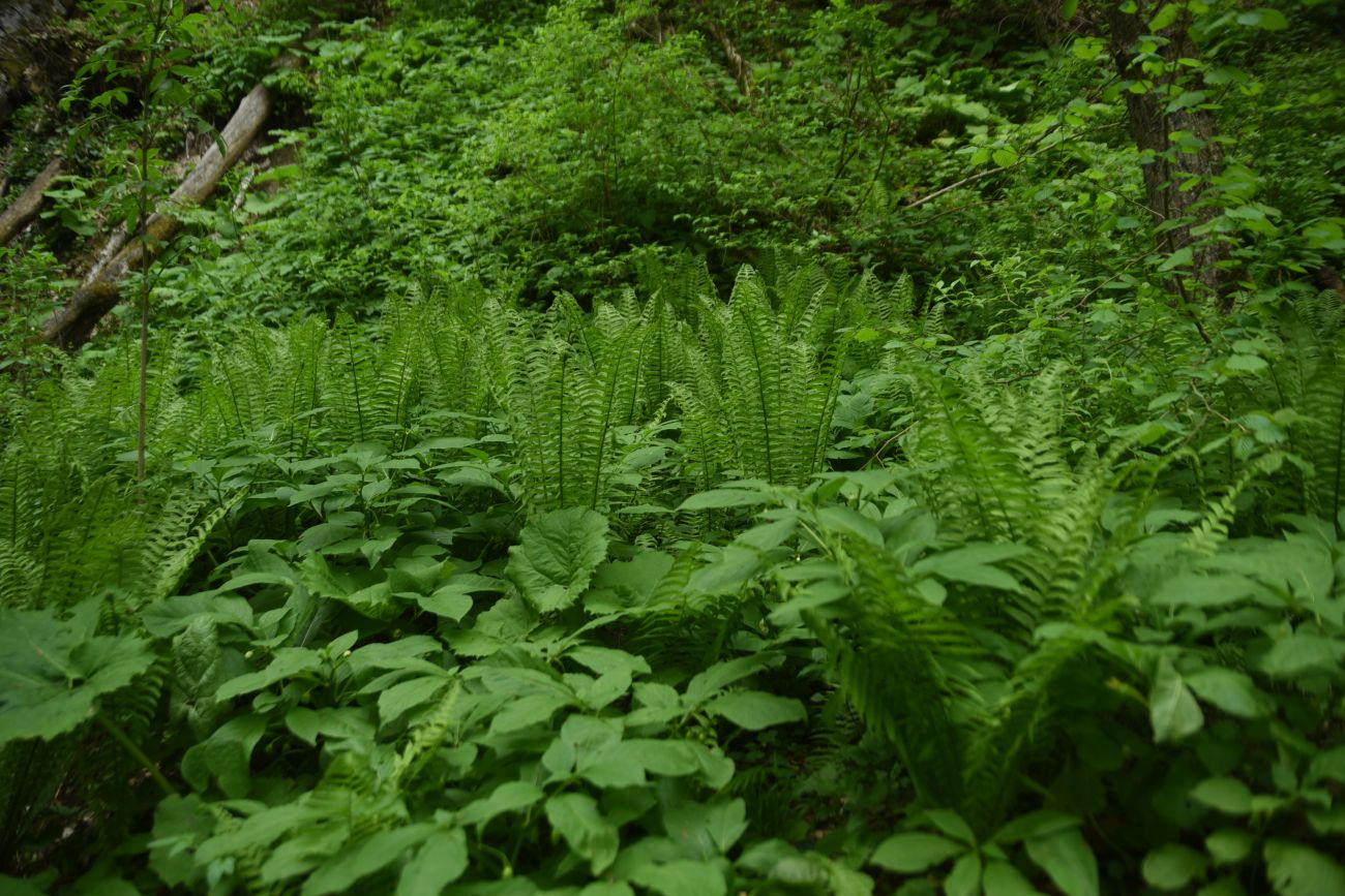 Водопад Аминовский, image of landscape/habitat.
