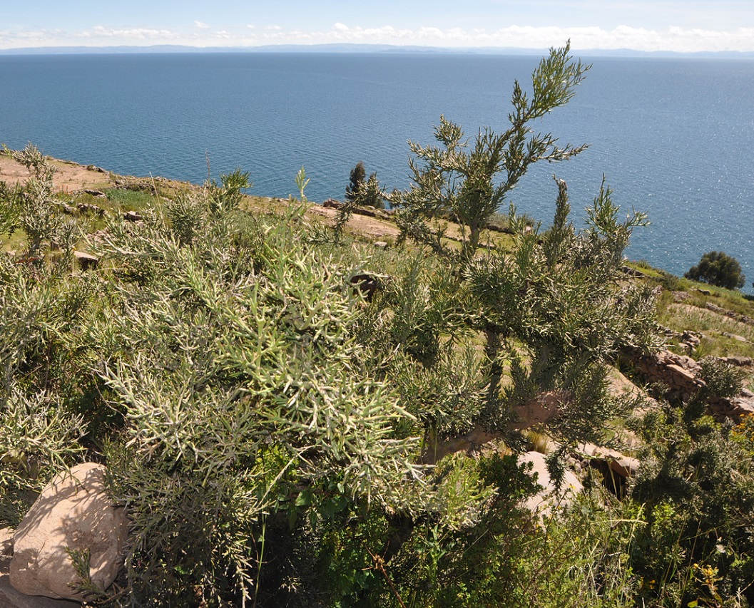 Остров Такиле, image of landscape/habitat.