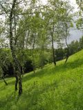 Знесенье, image of landscape/habitat.