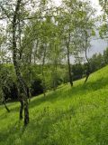 Image of landscape