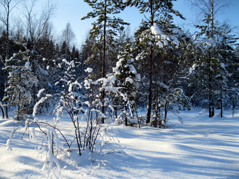 Токсово, image of landscape/habitat.