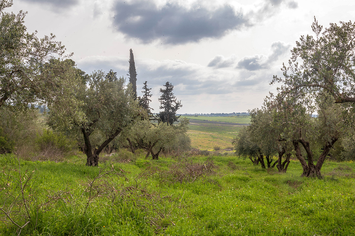 Окрестности Латруна, image of landscape/habitat.