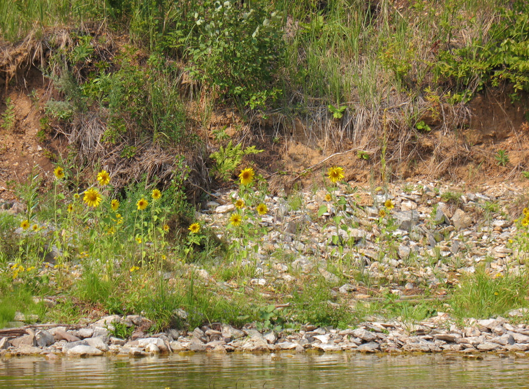 Река Белая, image of landscape/habitat.