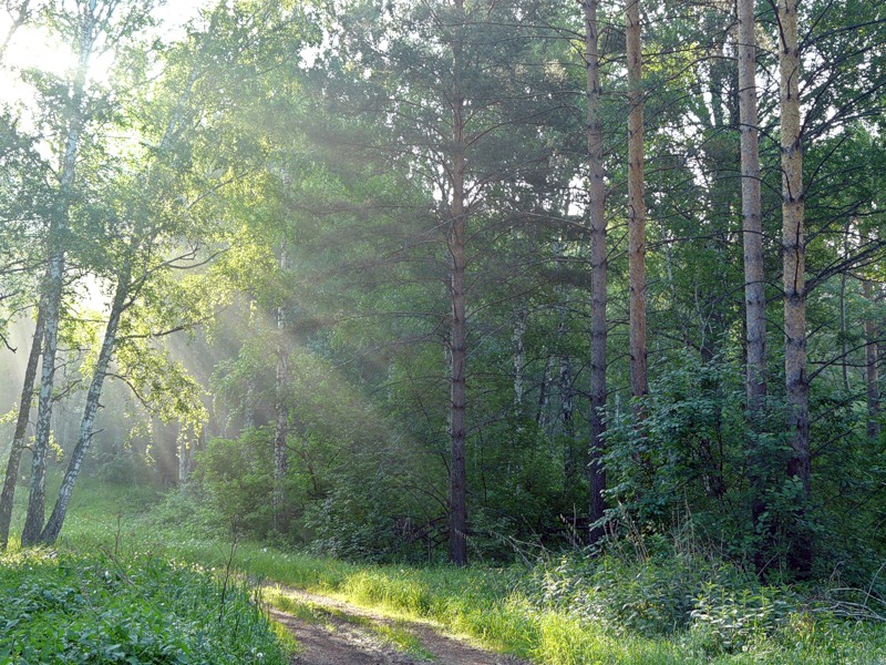 Смешанный лес, изображение ландшафта.