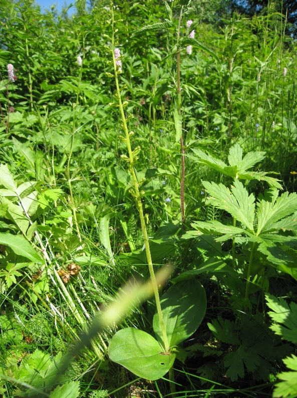 Ждановское болото, image of landscape/habitat.