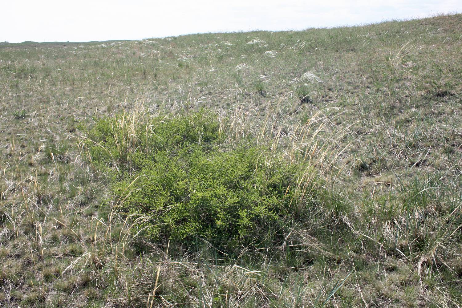 Окрестности Аршаново, image of landscape/habitat.