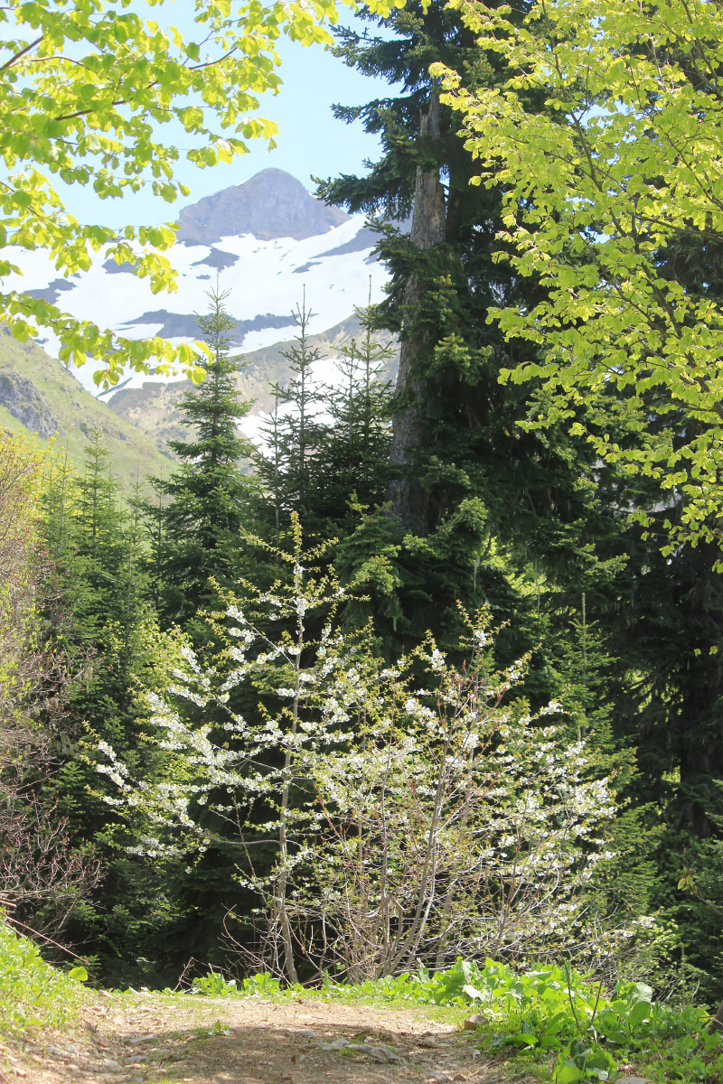 Хребет Псехако, image of landscape/habitat.