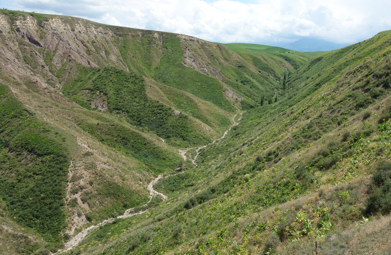 Окрестности Бишкека, предгорье, image of landscape/habitat.