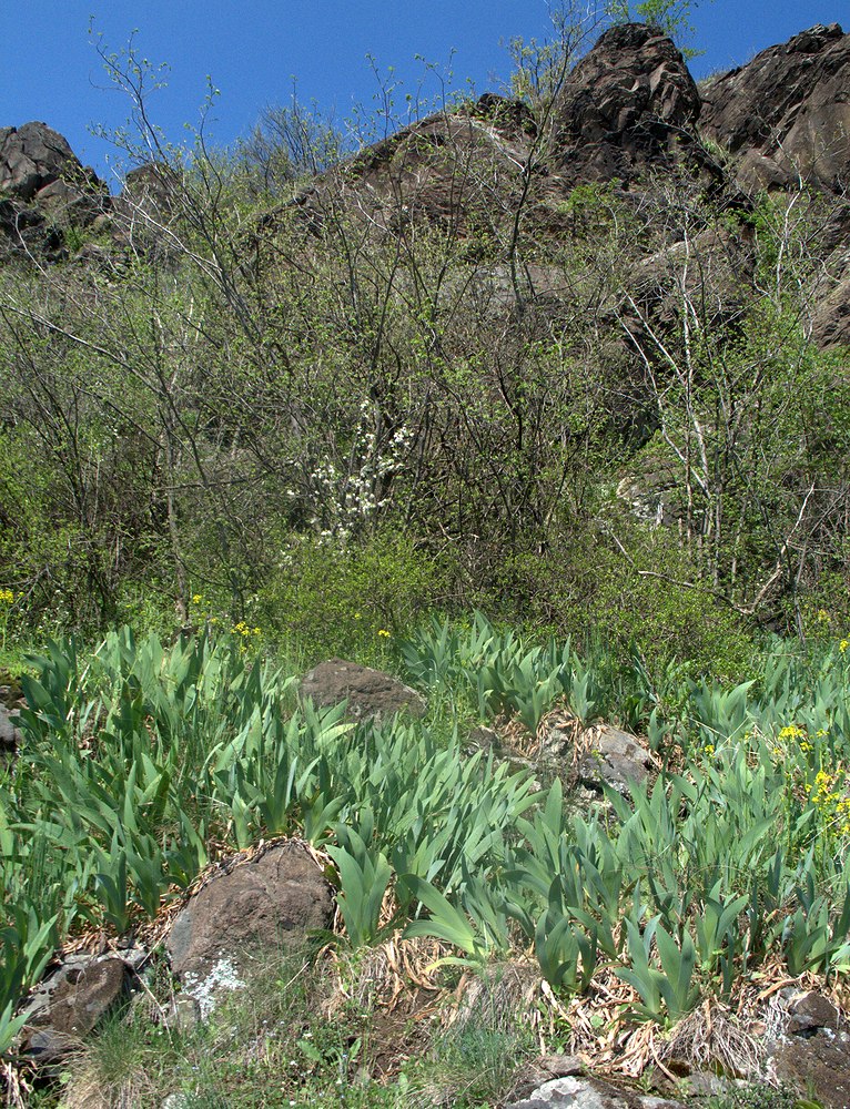 Виноградов, image of landscape/habitat.