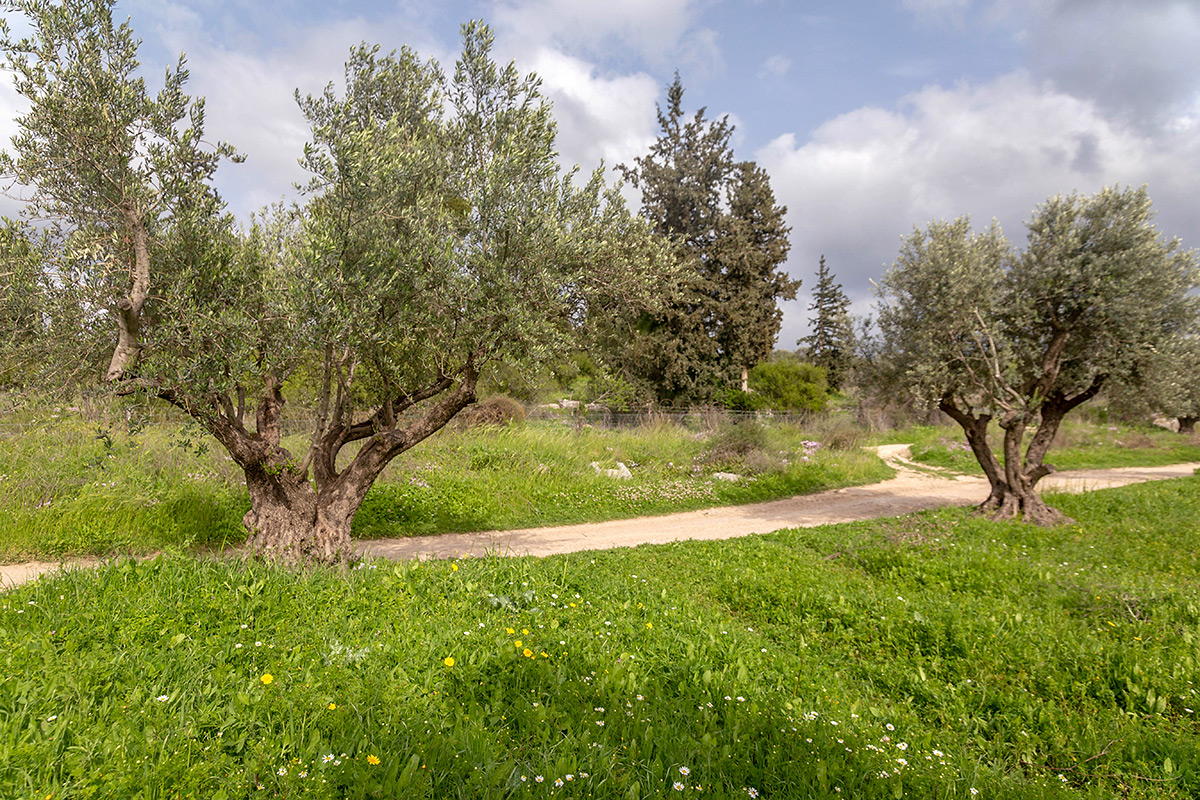 Окрестности Латруна, image of landscape/habitat.