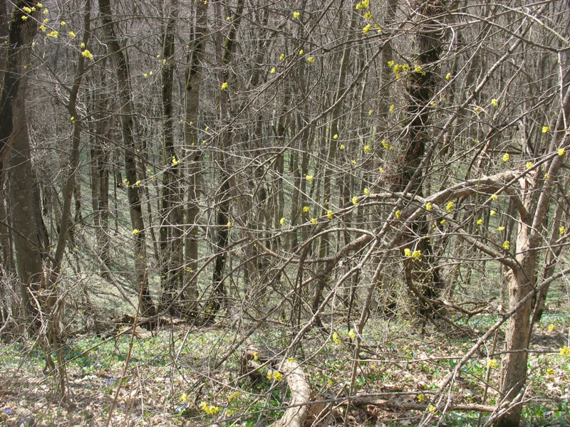 Русский лес, image of landscape/habitat.