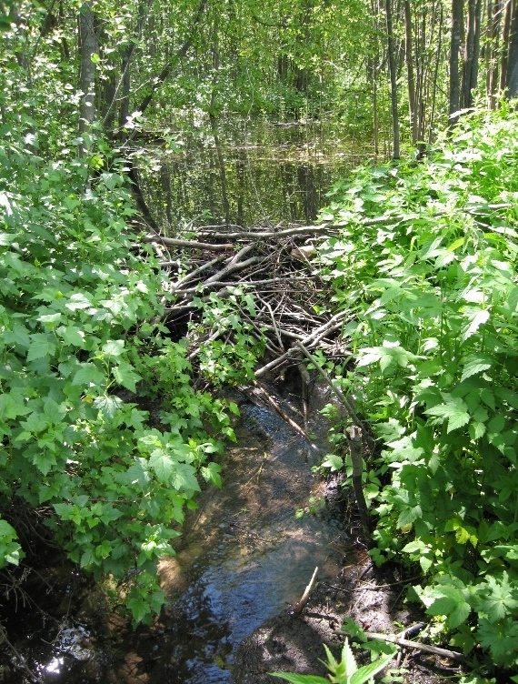 Ждановское болото, изображение ландшафта.