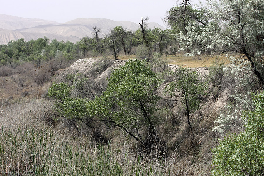 Заповедник "Тигровая балка", image of landscape/habitat.