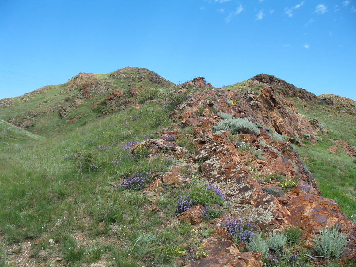 Аласа, image of landscape/habitat.