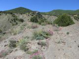 Перчем, image of landscape/habitat.