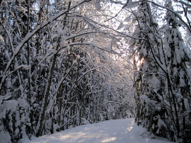 Токсово, image of landscape/habitat.